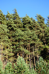 Image showing Forest