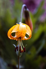 Image showing Tiger Lily