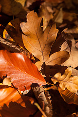 Image showing Autumn leaves