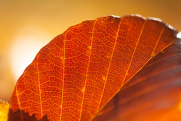 Image showing Autumn leaves