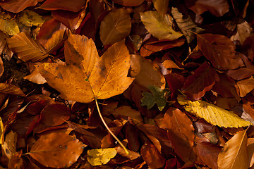 Image showing Autumn leaves