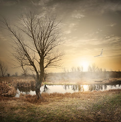 Image showing Bird over autumn river