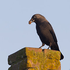 Image showing Daw (Corvus monedula) is eating a piece of bread