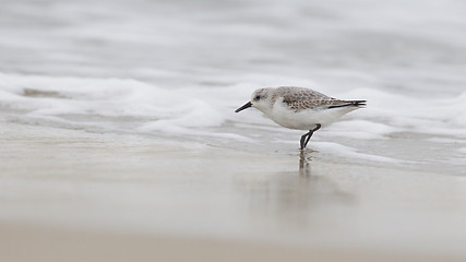 Image showing Sanderling on the shore