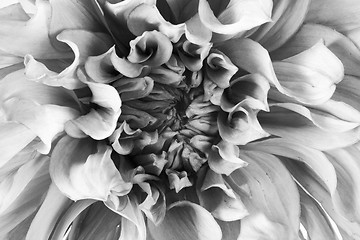 Image showing dahlia