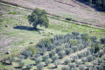 Image showing Olive trees