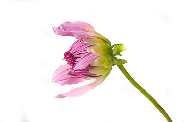 Image showing dahlia