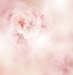 Image showing Floral Background