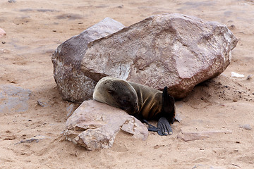 Image showing Small sea lion - Brown fur seal in Cape Cross, Namibia