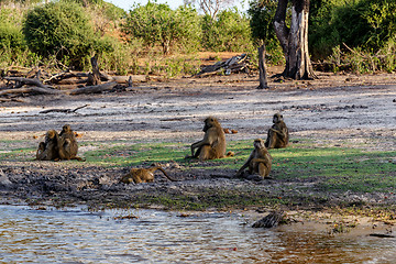 Image showing family of Chacma Baboon