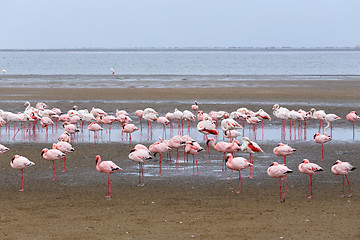 Image showing Rosy Flamingo colony in Walvis Bay Namibia