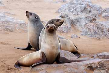 Image showing portrait of Brown fur seal - sea lions in Namibia