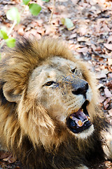 Image showing Portrait of Lion with open mouth shoving big teeth. 