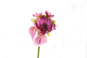 Image showing dahlia