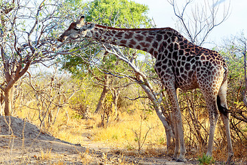 Image showing adult giraffe grazing on tree