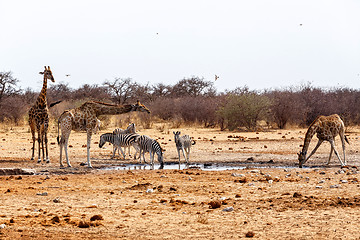 Image showing Giraffa camelopardalis and zebras drinking on waterhole