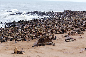 Image showing huge colony of Brown fur seal - sea lions in Namibia