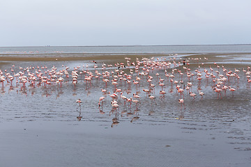 Image showing Rosy Flamingo colony in Walvis Bay Namibia