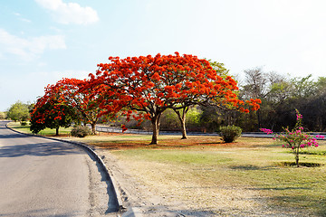 Image showing Delonix Regia (Flamboyant) tree with blue sky.