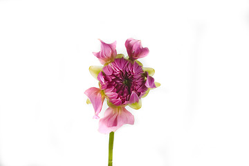 Image showing dahlia