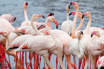 Image showing Rosy Flamingo colony in Walvis Bay Namibia