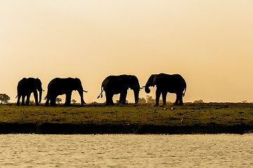 Image showing African Elephant in Chobe National Park