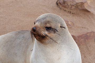 Image showing Small sea lion - Brown fur seal in Cape Cross, Namibia