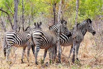 Image showing Zebra foal in african tree bush.