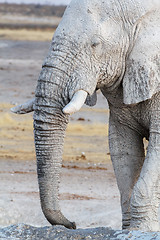 Image showing White african elephants on Etosha waterhole