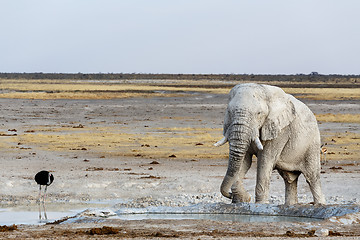 Image showing White african elephants on Etosha waterhole