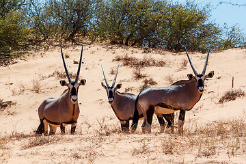 Image showing Gemsbok, Oryx gazella on sand dune