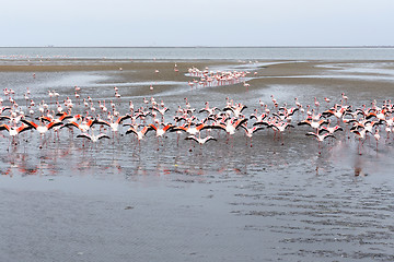 Image showing Rosy Flamingo colony in Walvis Bay Namibia