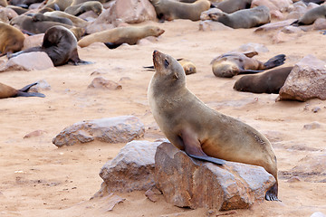 Image showing portrait of Brown fur seal - sea lions in Namibia