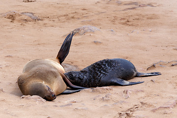 Image showing Small sea lion - Brown fur seal in Cape Cross, Namibia