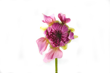 Image showing dahlia