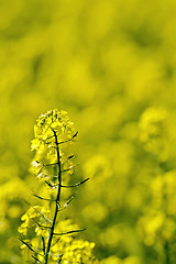 Image showing Colza flower on field