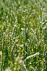 Image showing Spikes of green wheat on field