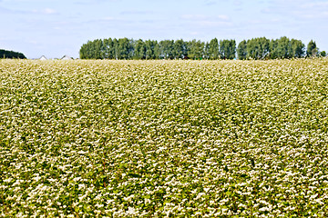 Image showing Buckwheat field and trees