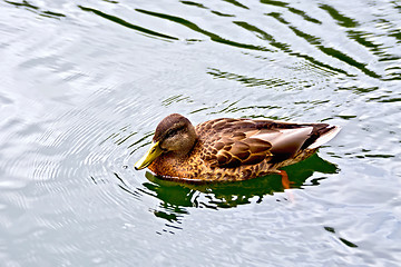 Image showing Duck wild on the water