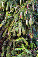 Image showing Spruce with cones