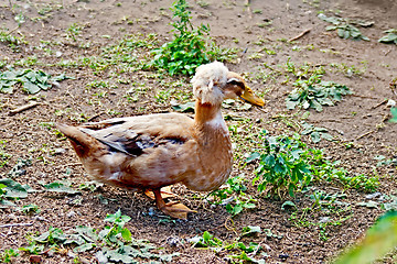 Image showing Duck tufted