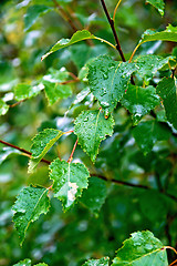 Image showing Birch green leaves on background foliage