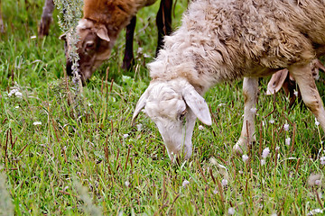 Image showing Sheep on meadow