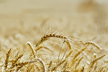 Image showing Bread ripe ears of grain on field background