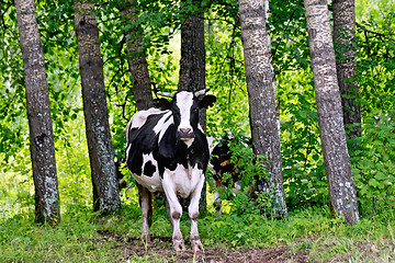 Image showing Cow black and white in the forest