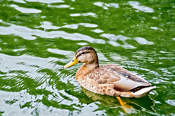 Image showing Duck wild on the green water