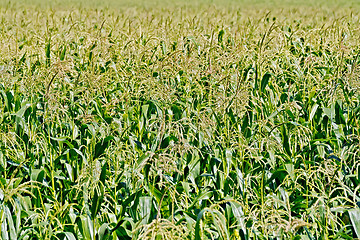 Image showing Cornfield in sunny day