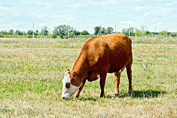 Image showing Cow brown and white in the meadow