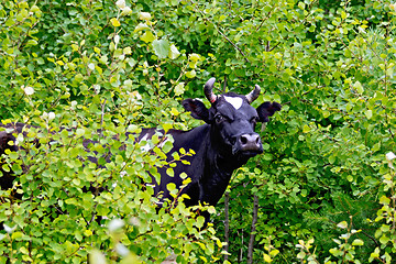 Image showing Cow black and white among the leaves