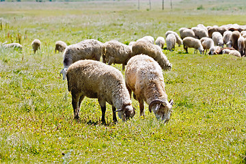 Image showing Sheep herd on a meadow